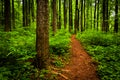 Trail through tall trees in a lush forest, Shenandoah National Park