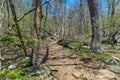 Trail through tall trees in a lush forest, Shenandoah National Park, Virginia. Royalty Free Stock Photo