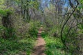 Trail through tall trees in a lush forest, Shenandoah National Park, Virginia. Royalty Free Stock Photo