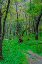 Trail through tall trees in a lush forest, Shenandoah National Park, Virginia. Royalty Free Stock Photo