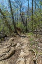 Trail through tall trees in a lush forest, Shenandoah National Park, Virginia. Royalty Free Stock Photo