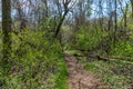 Trail through tall trees in a lush forest, Shenandoah National Park, Virginia. Royalty Free Stock Photo