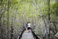 Trail to mangrove forest