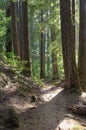 Trail to Proxy Falls, Oregon Royalty Free Stock Photo