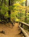 Trail to Salt Creek Falls Royalty Free Stock Photo