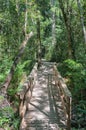 Trail to the 1000 year old yellowwood tree Royalty Free Stock Photo