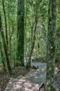 Trail to the 1000 year old yellowwood tree Royalty Free Stock Photo