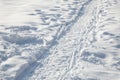 Trail on the trampled snow