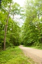 Trail through trees Royalty Free Stock Photo