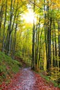 Trail between trees with fall colors in the Beech Forests of Irati, Navarra