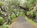 Trail through the trees in the Royal Levada, Madeira, Portugal