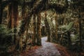 Trail in tropical forest in New Zealand Royalty Free Stock Photo