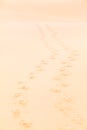 Trail of Two Footprints at Dune