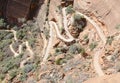 Trail up to Angels Landing, Zion National Park Royalty Free Stock Photo