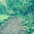 Trail through vegetation, Maui, Hawaii
