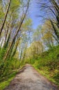 Trail way in a forest Royalty Free Stock Photo
