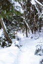 Trail way in the snow covered russian forest Royalty Free Stock Photo
