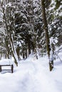 Trail way in the snow covered russian forest Royalty Free Stock Photo