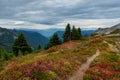 Trail Winds Through Tatoosh Range Royalty Free Stock Photo