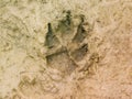 The trail of a wolf in the woods. The print of a wild wolf on the ground. Footprint of a wolf or dog in the mud, left on wet Royalty Free Stock Photo