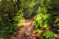 Trail among trees and ferns