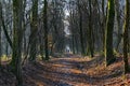 Trail in a woodland with people silhouette in background Royalty Free Stock Photo