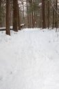 Trail In The Woods