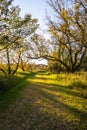 A trail through the woods in Autumn in the Upper Souris National Wildlife Refuge