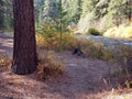 River trail in the fall