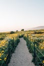 Trail with yellow flowers at Dana Point Headlands, in Dana Point, Orange County, California