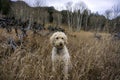 Traildog Sitting in Tall Grass