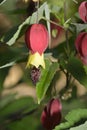 Trailing Abutilon