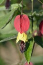 Trailing Abutilon