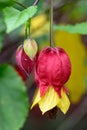 Trailing Abutilon megapotamicum Big Bell, pending red-yellow flowers Royalty Free Stock Photo