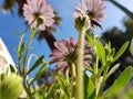 Trailing african daisy