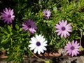 Trailing african daisy