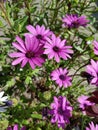 Trailing african daisy