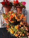 Trailing Apricot Begonia Flowers