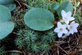 Trailing Arbutus 21864