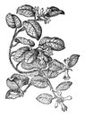 Trailing Arbutus vintage illustration Royalty Free Stock Photo