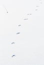 Trailing Coyote Tracks in Fresh Powder Snow