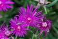 Trailing iceplant, Delosperma cooperi