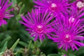 Trailing iceplant, Delosperma cooperi