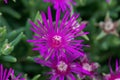 Trailing iceplant, Delosperma cooperi