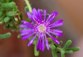 Trailing Iceplant flower