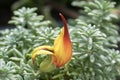Trailing Lotus berthelotii, budding red-yellow parrot beak flower