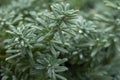 Trailing Lotus berthelotii, silver-grey leaves