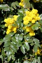 Trailing mahonia Mahonia aquifolium Pursh Nutt Royalty Free Stock Photo