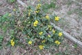 Trailing mahonia in spring season in April