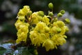 Trailing mahonia